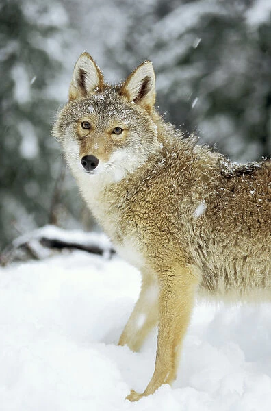 06. coyote, Canis latrans, in the snow in the foothills of the Takshanuk mountains