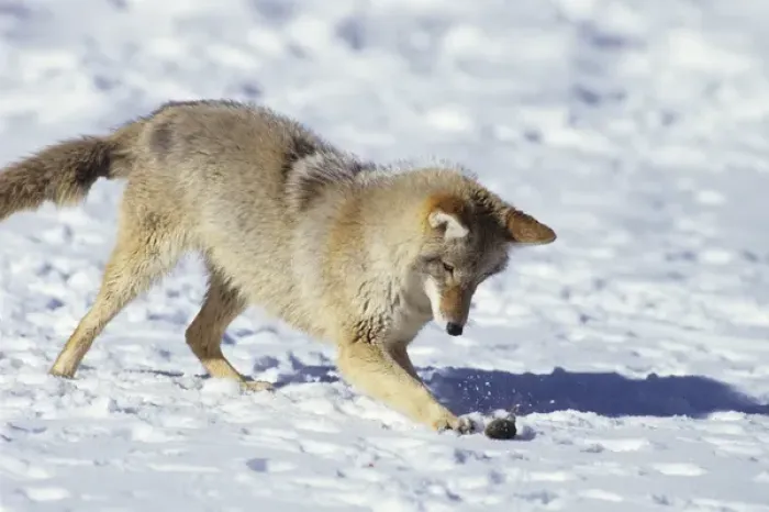 Framed Print : Coyote (Canis latrans) in winter playing with mouse, MT (Captive Animal) Framed Print : Coyote (Canis latrans) in winter playing with mouse, MT (Captive Animal)