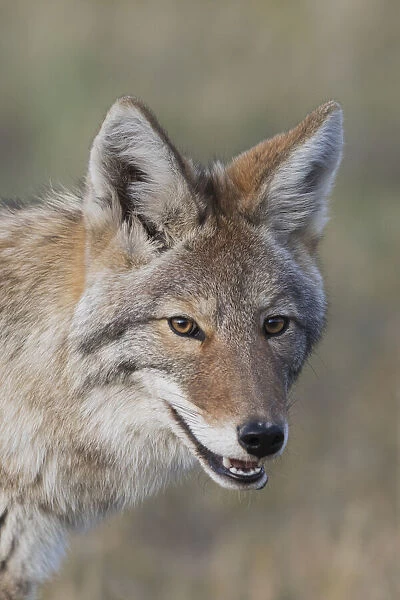 Coyote, Close-up Portrait