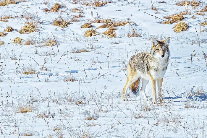 Framed Print : Coyote in Hayden Valley of Yellowstone National Park Framed Print : Coyote in Hayden Valley of Yellowstone National Park