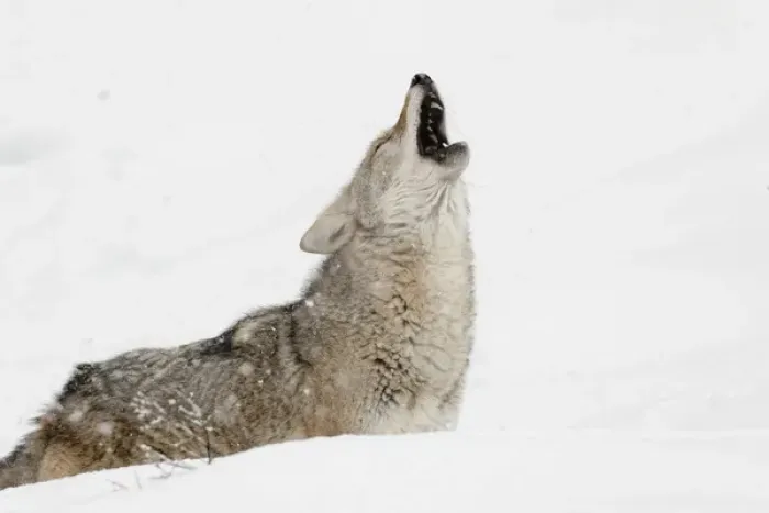 Framed Print : Coyote howling in snow, (Captive) Montana Canis latrans Canid