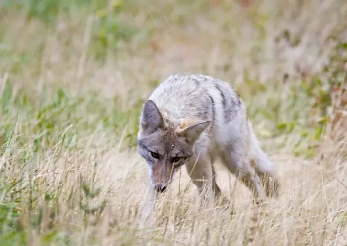 Framed Print : Coyote hunts during snow squall in Glacier National Park in Montana
