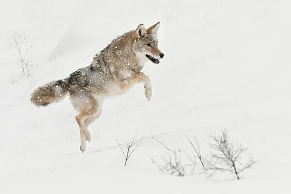 Coyote jumping in snow, (Captive) Montana Canis latrans Canid