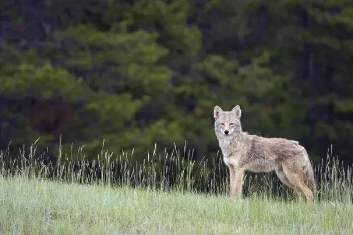 Framed Print : Coyote; late spring Framed Print : Coyote; late spring