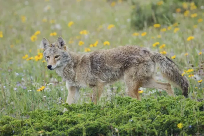 Framed Print : Coyote late spring Framed Print : Coyote late spring