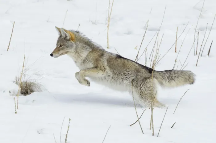 Framed Print : Coyote Leaping Framed Print : Coyote Leaping
