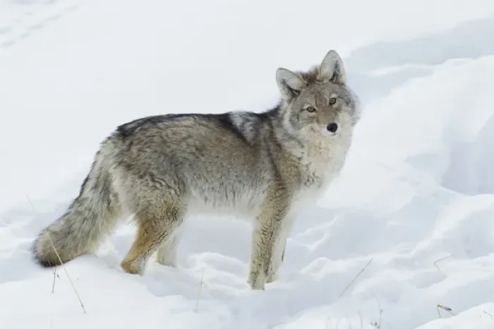 Framed Print : Coyote Looking Framed Print : Coyote Looking