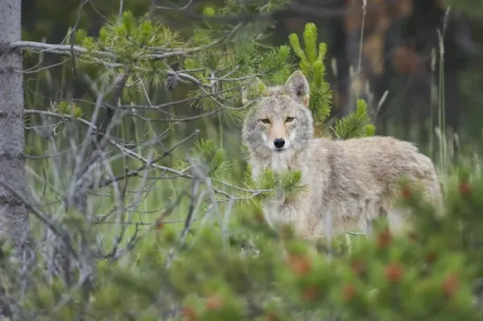 Framed Print : Coyote behind pine tree Framed Print : Coyote behind pine tree