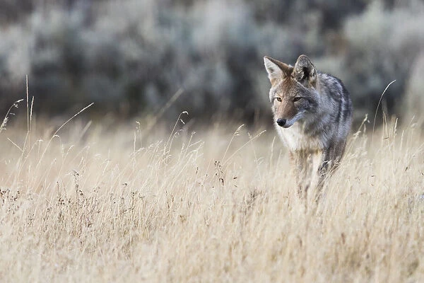 Coyote on the prowl for a meal
