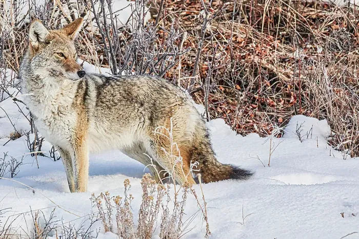 Framed Print : Coyote roaming in the Lamar Valley in Yellowstone National Park Framed Print : Coyote roaming in the Lamar Valley in Yellowstone National Park