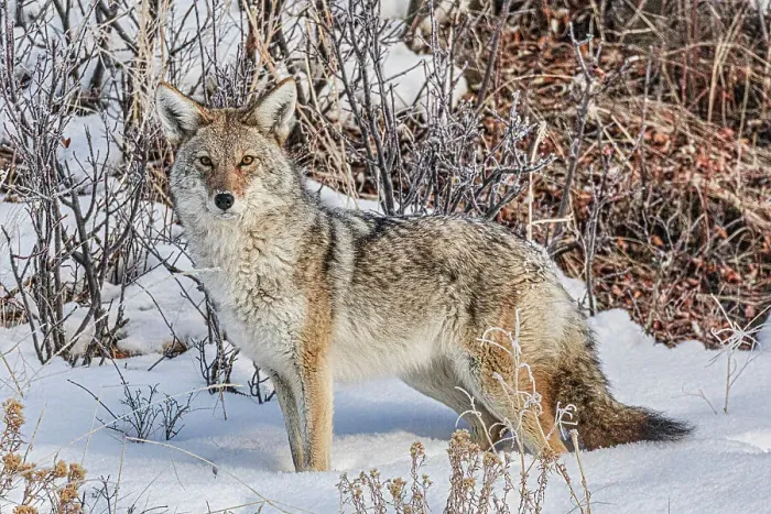 Framed Print : Coyote roaming in the Lamar Valley in Yellowstone National Park Framed Print : Coyote roaming in the Lamar Valley in Yellowstone National Park
