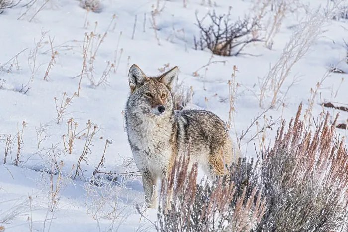 Framed Print : Coyote roaming in the Lamar Valley in Yellowstone National Park Framed Print : Coyote roaming in the Lamar Valley in Yellowstone National Park