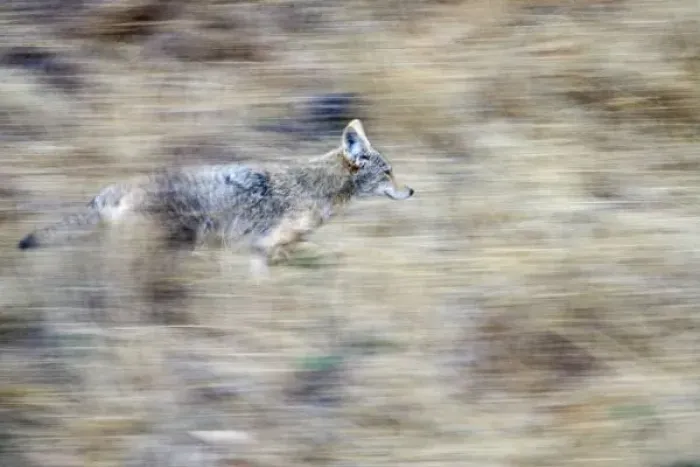 Framed Print : A coyote runs through Framed Print : A coyote runs through