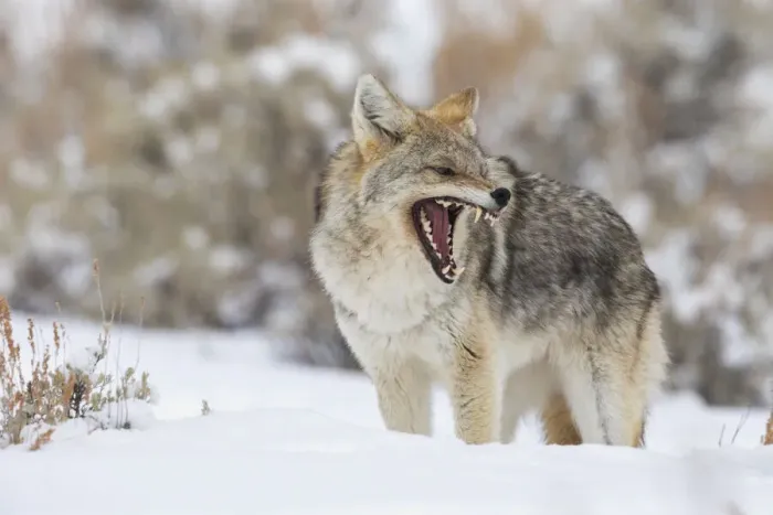 Framed Print : Coyote, snarling Framed Print : Coyote, snarling