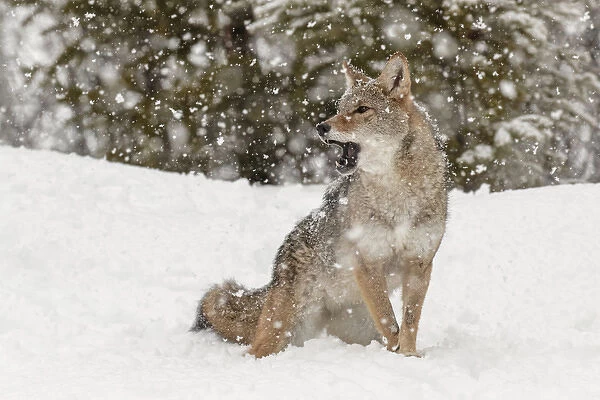 Coyote in snow, (Captive) Montana Canis latrans Canid