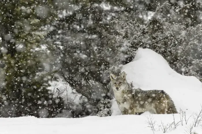 Framed Print : Coyote in snow, (Captive) Montana Canis latrans Canid Framed Print : Coyote in snow, (Captive) Montana Canis latrans Canid