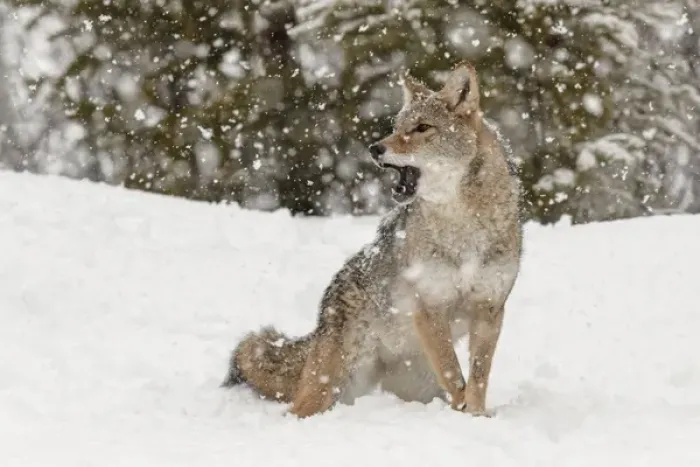 Framed Print : Coyote in snow, (Captive) Montana Canis latrans Canid Framed Print : Coyote in snow, (Captive) Montana Canis latrans Canid