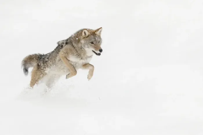 Framed Print : Coyote in snow, (Captive) Montana Canis latrans Canid