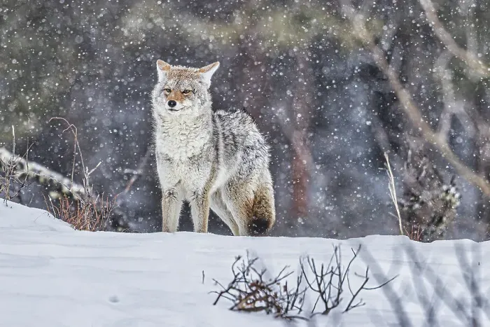 Framed Print : Coyote during a snowstorm in Yellowstone National Park Framed Print : Coyote during a snowstorm in Yellowstone National Park