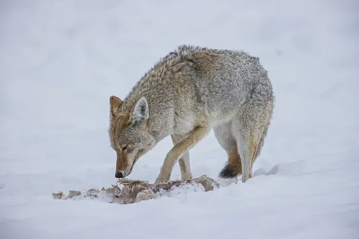 Framed Print : Coyote during a snowstorm in Yellowstone National Park Framed Print : Coyote during a snowstorm in Yellowstone National Park