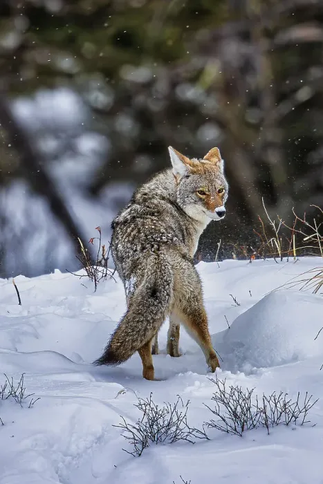 Framed Print : Coyote during a snowstorm in Yellowstone National Park