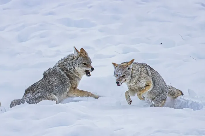 Framed Print : Coyote during a snowstorm in Yellowstone National Park