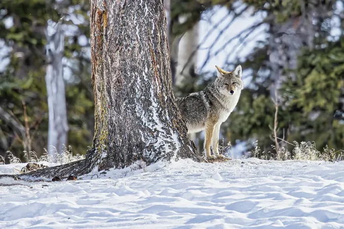 Framed Print : Coyote during a snowstorm in Yellowstone National Park Framed Print : Coyote during a snowstorm in Yellowstone National Park