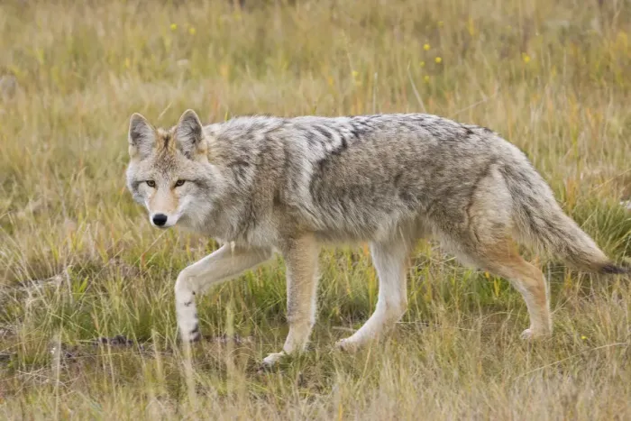 Framed Print : Coyote stalking Framed Print : Coyote stalking