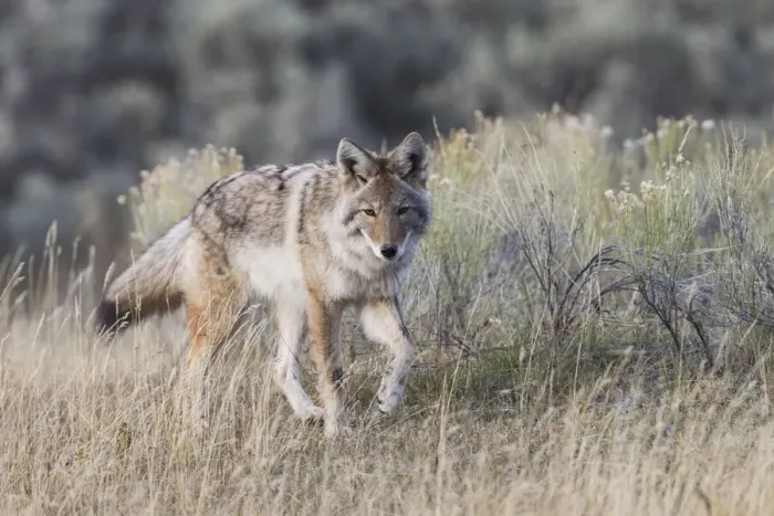 Framed Print : Coyote, stalking Framed Print : Coyote, stalking
