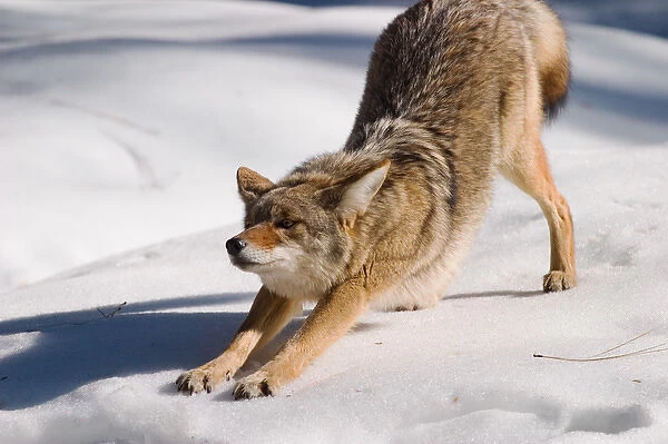 Coyote stretching, Yosemite National Park, CA, USA