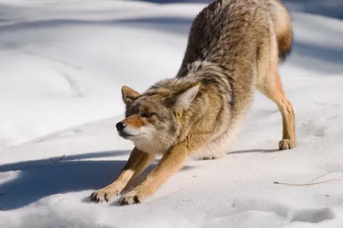Framed Print : Coyote stretching, Yosemite National Park, CA, USA Framed Print : Coyote stretching, Yosemite National Park, CA, USA