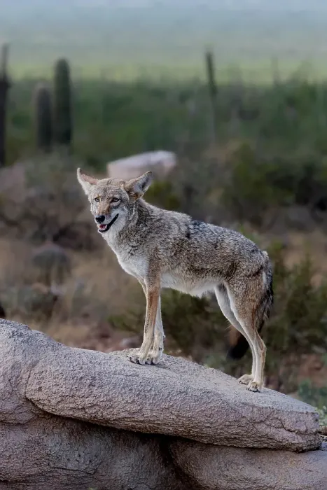 Framed Print : A coyote takes advantage of a rock to gain a better view Framed Print : A coyote takes advantage of a rock to gain a better view