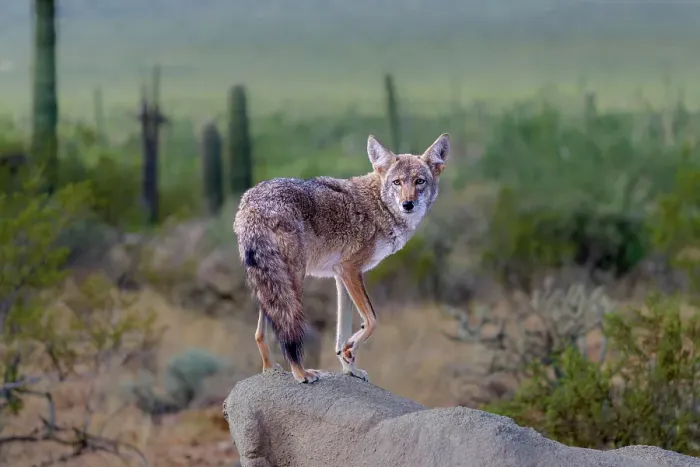 Framed Print : A coyote takes advantage of a rock to gain a better view