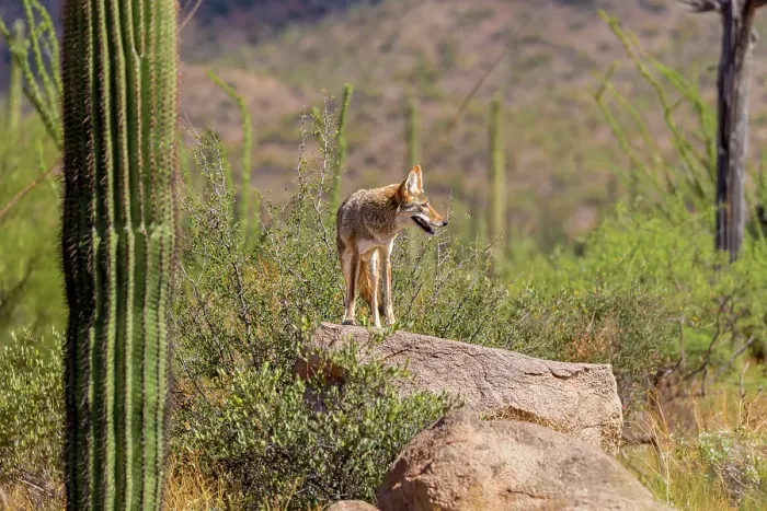 Framed Print : A coyote takes advantage of a rock to gain a better view Framed Print : A coyote takes advantage of a rock to gain a better view