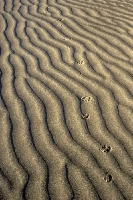 Framed Print : Coyote tracks in Framed Print : Coyote tracks in
