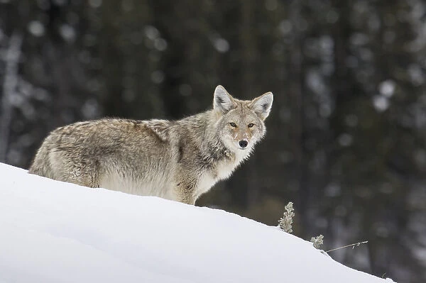 Coyote in Winter