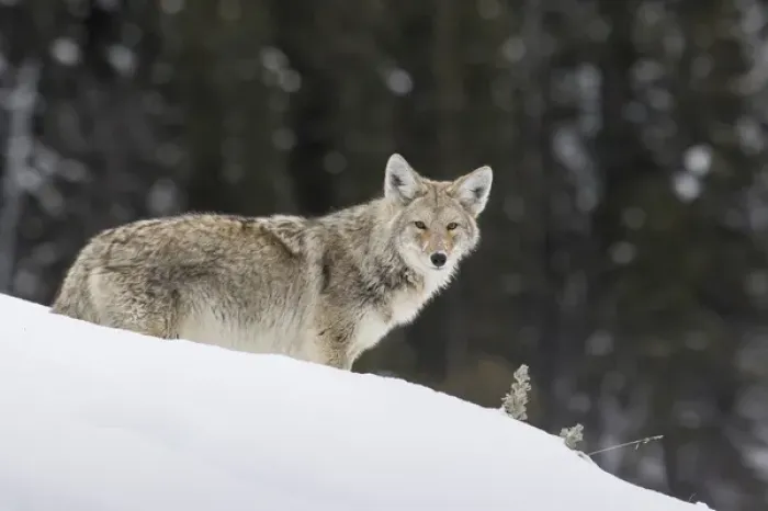 Framed Print : Coyote in Winter