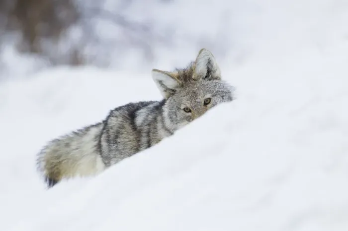 Framed Print : Coyote; on the winter hunt