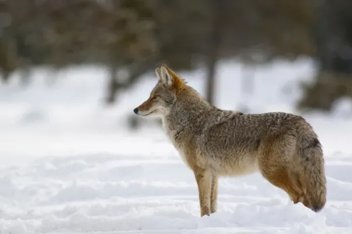 Framed Print : Coyote in winter in Yellowstone National Park Framed Print : Coyote in winter in Yellowstone National Park