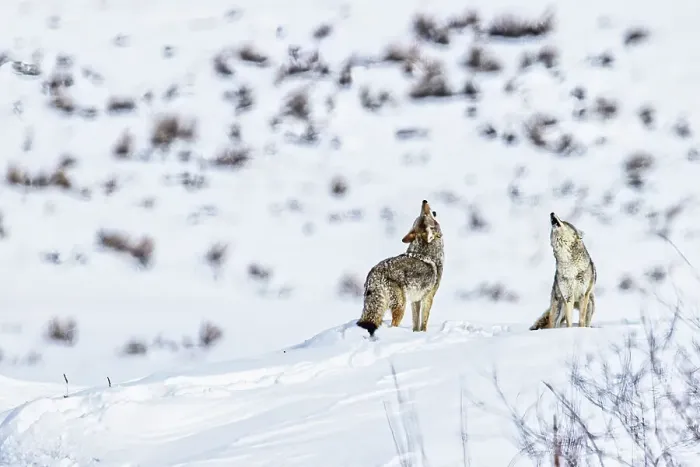 Framed Print : Coyotes howling in winter in the Northern Range of Yellowstone National Park Framed Print : Coyotes howling in winter in the Northern Range of Yellowstone National Park