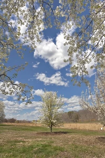 Crabapple tree in bloom, Kentucky