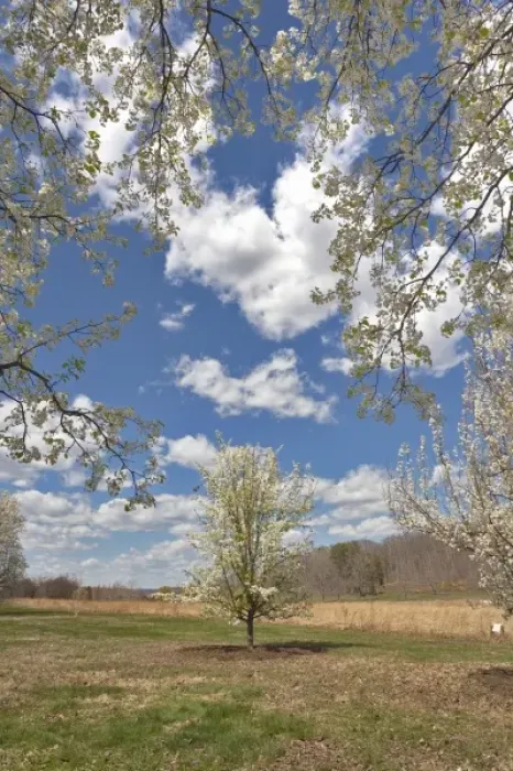 Framed Print : Crabapple tree in bloom, Kentucky Framed Print : Crabapple tree in bloom, Kentucky