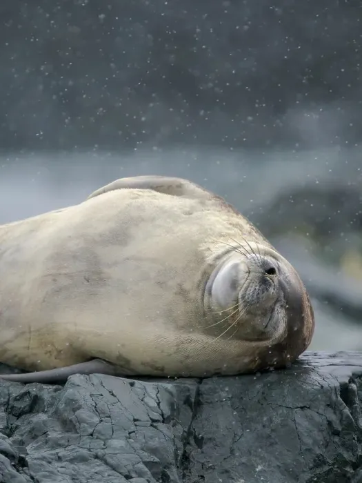Framed Print : Crabeater Seal, Antarctica, Antarctic Peninsula, Detaille Island