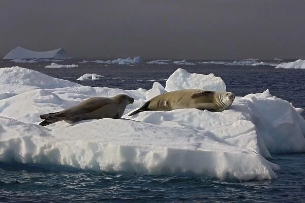 crabeater seal, Lobodon carcinophaga, pair resting on glacial ice along the western