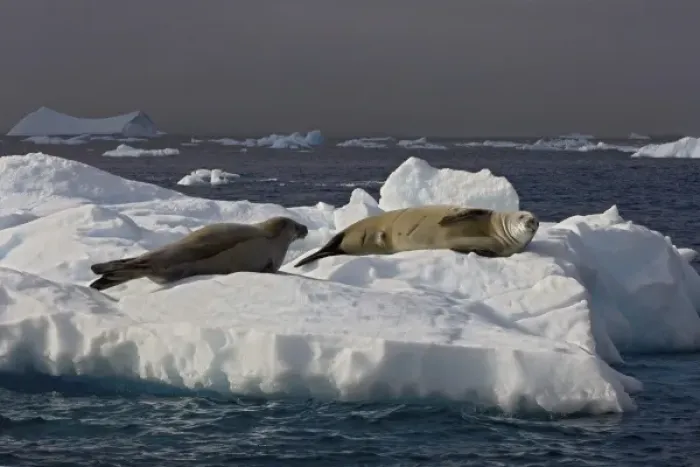 Framed Print : crabeater seal, Lobodon carcinophaga, pair resting on glacial ice along the western Framed Print : crabeater seal, Lobodon carcinophaga, pair resting on glacial ice along the western