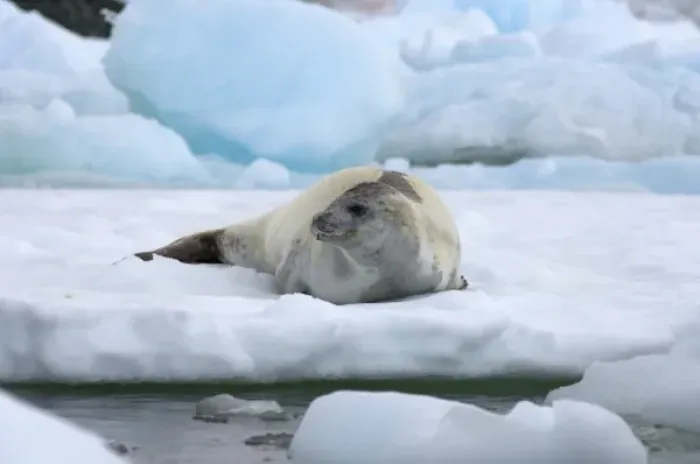 Framed Print : crabeater seal, Lobodon carcinophaga, resting on a saltwater pan of sea ice, off Framed Print : crabeater seal, Lobodon carcinophaga, resting on a saltwater pan of sea ice, off