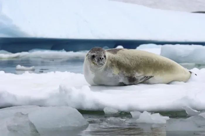 Framed Print : crabeater seal, Lobodon carcinophaga, resting on a saltwater pan of sea ice, off