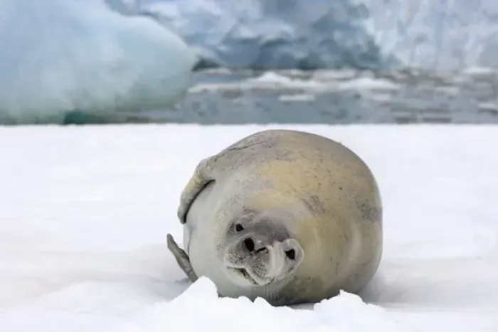 Framed Print : crabeater seal, Lobodon carcinophaga, resting on a saltwater pan of sea ice, off