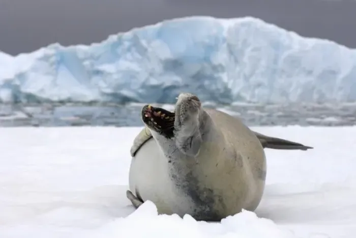 Framed Print : crabeater seal, Lobodon carcinophaga, resting on a saltwater pan of sea ice, off