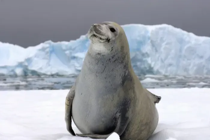 Framed Print : crabeater seal, Lobodon carcinophaga, resting on a saltwater pan of sea ice, off